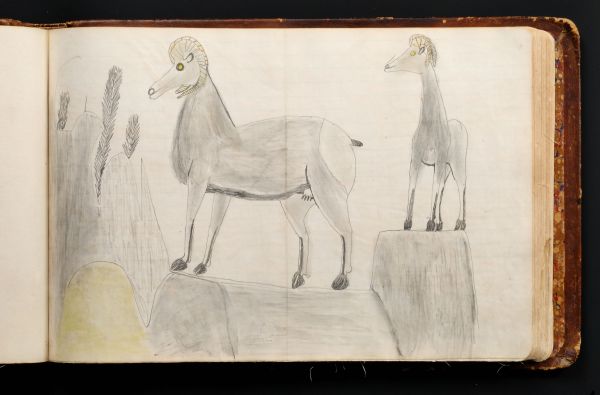Bighorn sheep - 3